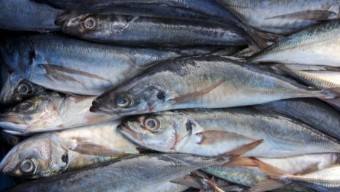 Produce modifica límites de captura de jurel y bonito hasta abril para garantizar sostenibilidad