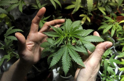 ¿Será la solución? El cannabis podría ayudar a combatir el coronavirus