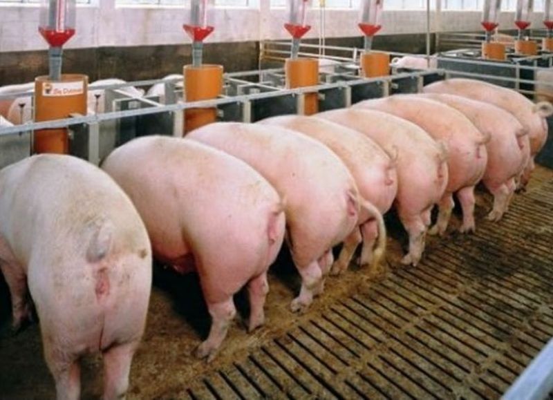 Granjas GMO: un riesgo para la salud humana, el medio ambiente y el bienestar animal