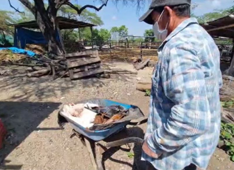 Preocupación en Chiclayo por la muerte masiva de aves de corral en zonas rurales